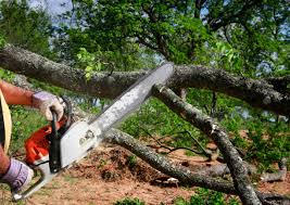 How Our Tree Care Process Works  in  Belen, NM