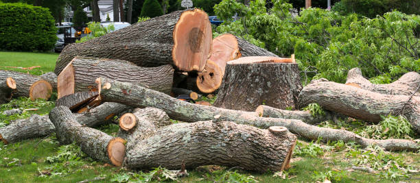 Best Commercial Tree Services  in Belen, NM