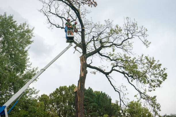 Trusted Belen, NM Tree Removal Services Experts